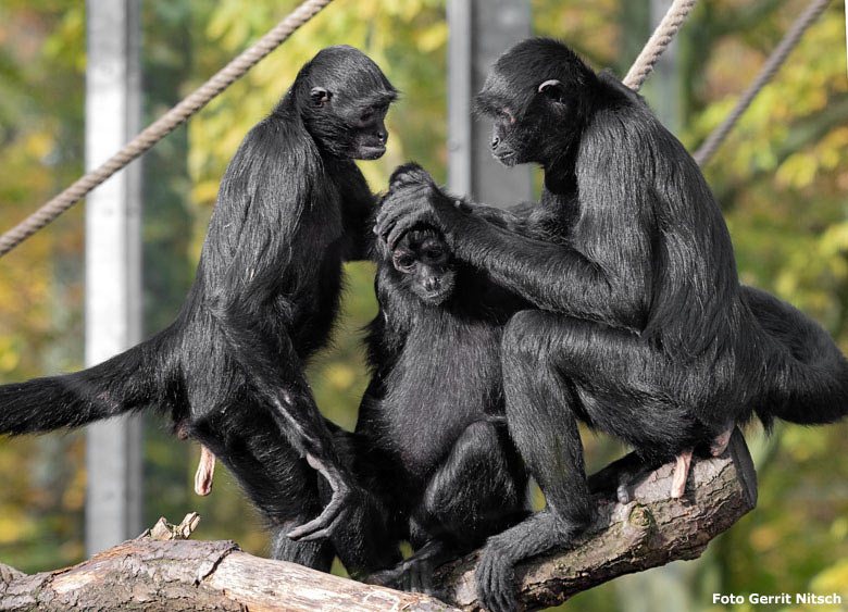 Schwarze Klammeraffen am 3. November 2018 auf der Außenanlage im Zoologischen Garten Wuppertal (Foto Gerrit Nitsch)