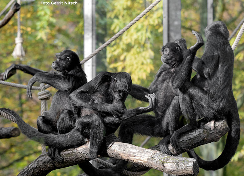 Schwarze Klammeraffen am 3. November 2018 auf der Außenanlage im Grünen Zoo Wuppertal (Foto Gerrit Nitsch)