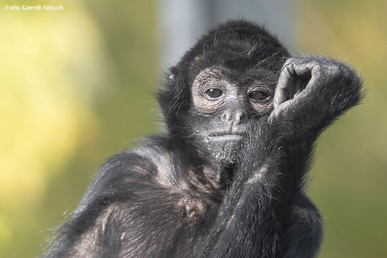 Schwarzer Klammeraffe am 3. November 2018 auf der Außenanlage am Affen-Haus im Wuppertaler Zoo (Foto Gerrit Nitsch)