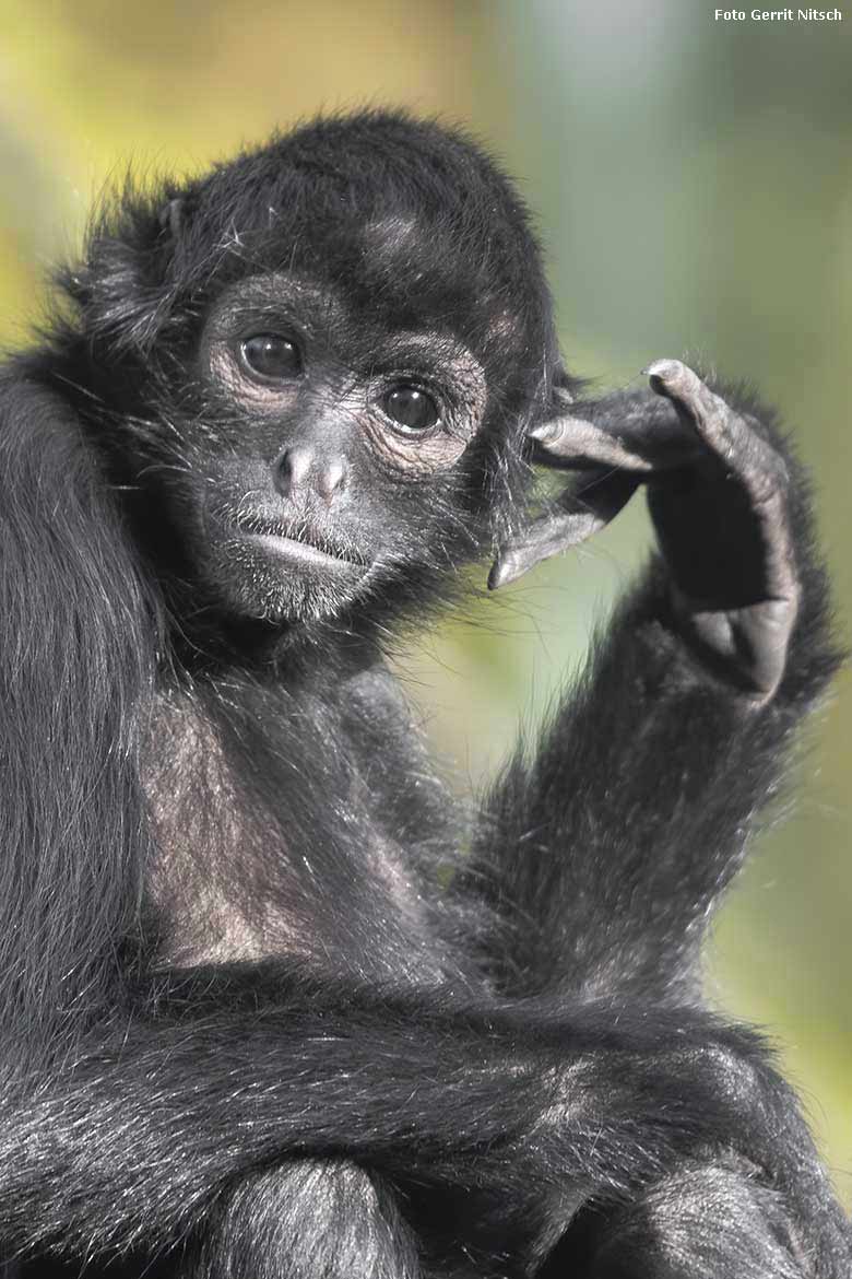 Schwarzer Klammeraffe am 3. November 2018 auf der Außenanlage am Affen-Haus im Zoologischen Garten der Stadt Wuppertal (Foto Gerrit Nitsch)