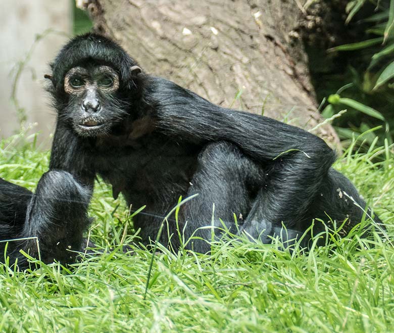 Schwarzer Klammeraffe am 9. August 2020 auf der Außenanlage am Affen-Haus im Wuppertaler Zoo