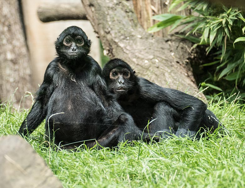 Schwarze Klammeraffen am 9. August 2020 auf der Außenanlage am Affen-Haus im Grünen Zoo Wuppertal