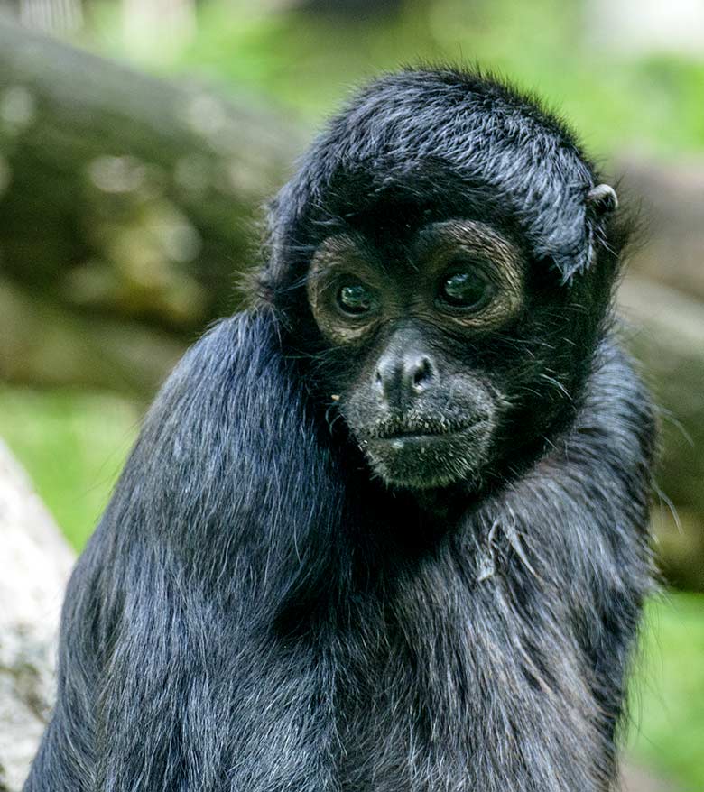 Schwarzer Klammeraffe am 7. September 2020 auf der Außenanlage am Affen-Haus im Zoologischen Garten der Stadt Wuppertal