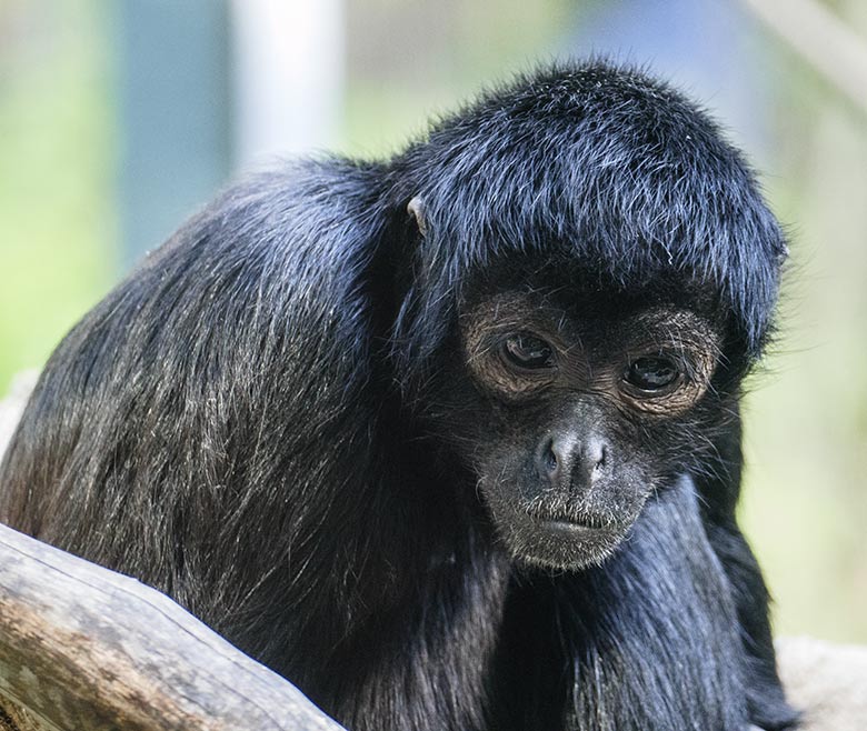 Schwarzer Klammeraffe am 7. September 2020 auf der Außenanlage am Affen-Haus im Grünen Zoo Wuppertal