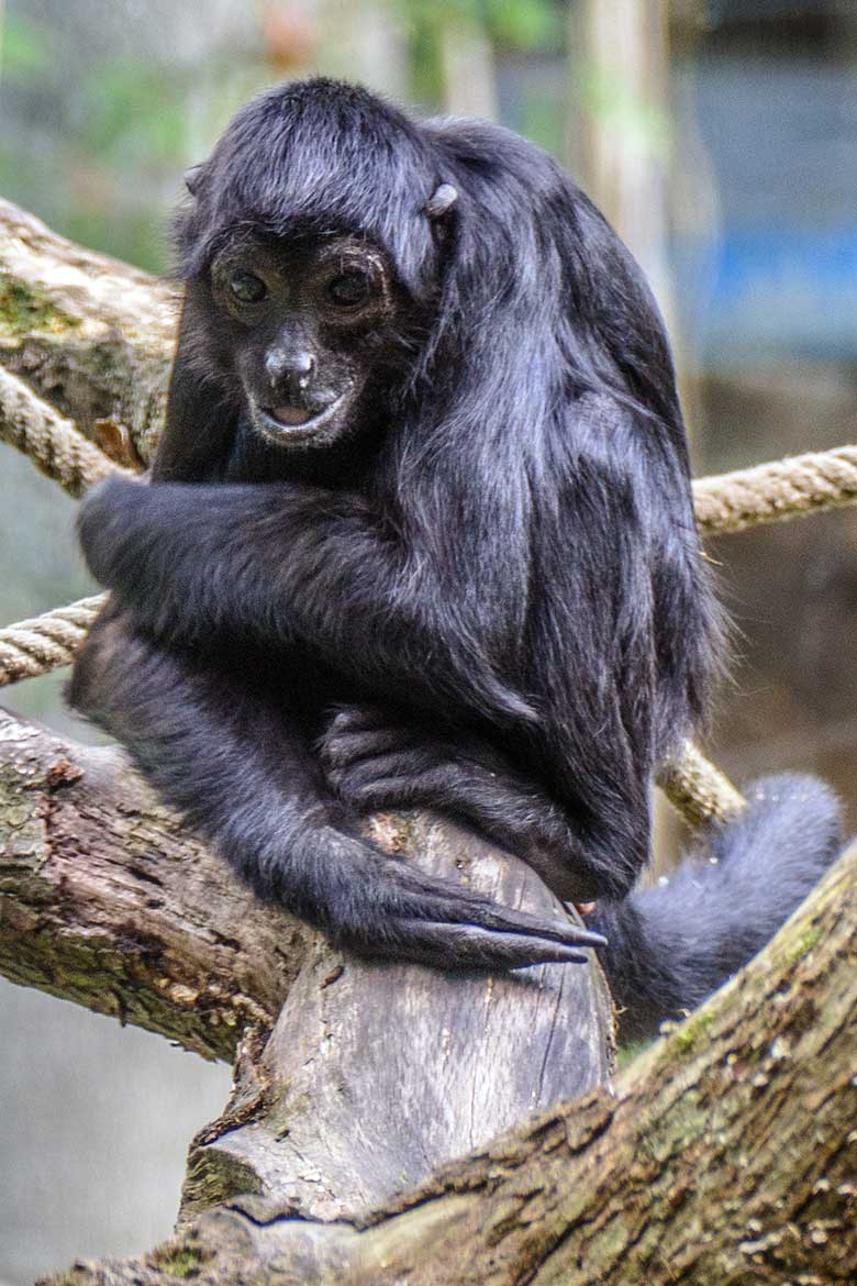 Schwarzer Klammeraffe am 7. September 2020 auf der Außenanlage am Affen-Haus im Zoologischen Garten Wuppertal