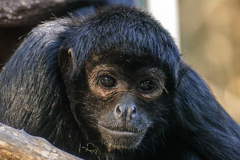 Schwarzer Klammeraffe am 12. September 2020 auf der Außenanlage am Affen-Haus im Grünen Zoo Wuppertal