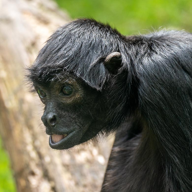 Schwarzer Klammeraffe am 9. Mai 2021 in der Außenanlage am Affen-Haus im Grünen Zoo Wuppertal