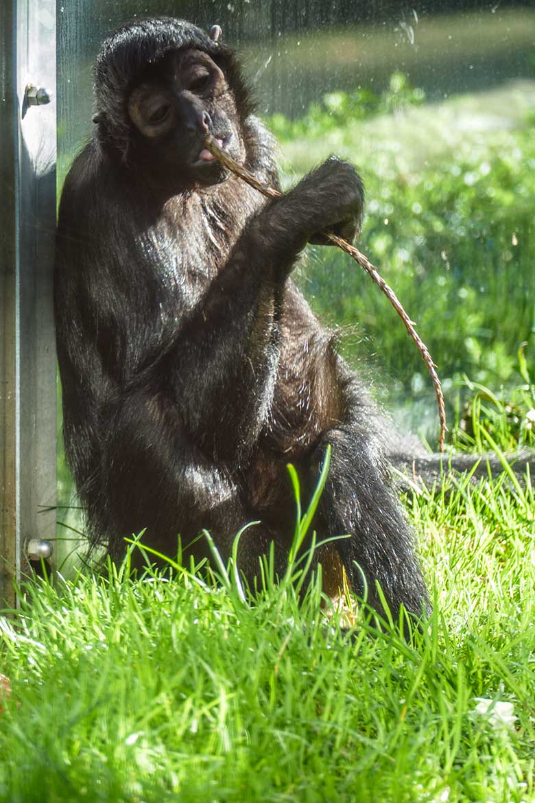 Schwarzer Klammeraffe am 23. Februar 2022 in der Außenanlage am Affen-Haus im Zoologischen Garten Wuppertal