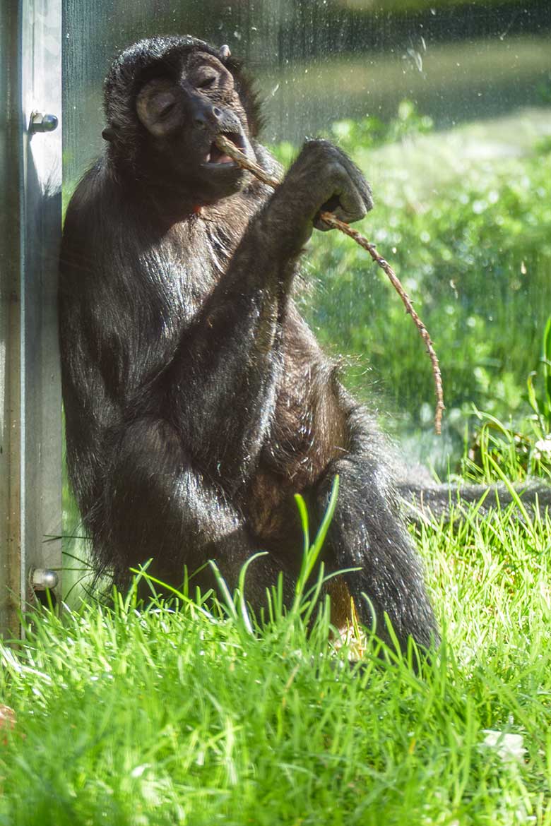 Schwarzer Klammeraffe am 23. Februar 2022 in der Außenanlage am Affen-Haus im Zoo Wuppertal