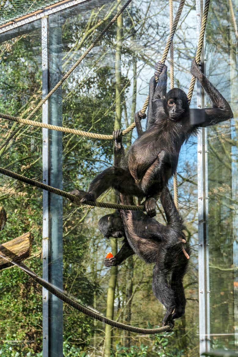 Schwarze Klammeraffen am 26. Februar 2022 auf der Außenanlage am Affen-Haus im Zoo Wuppertal