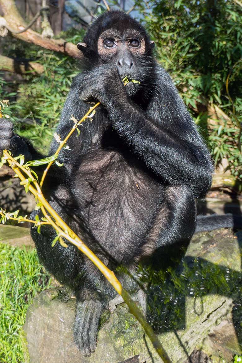 Weiblicher Schwarzer Klammeraffe am 5. April 2023 auf der Außenanlage am Affen-Haus im Wuppertaler Zoo