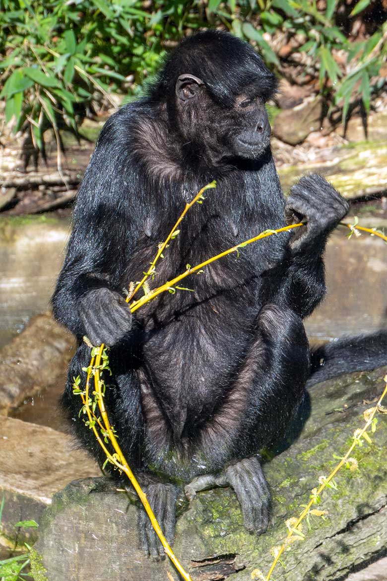 Weiblicher Schwarzer Klammeraffe am 5. April 2023 auf der Außenanlage am Affen-Haus im Zoo Wuppertal