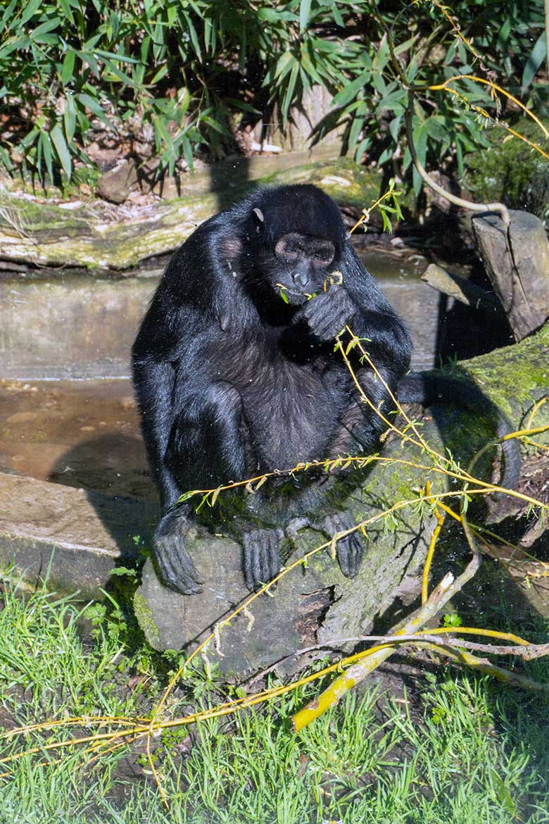 Weiblicher Schwarzer Klammeraffe am 5. April 2023 auf der Außenanlage am Affen-Haus im Zoologischen Garten Wuppertal