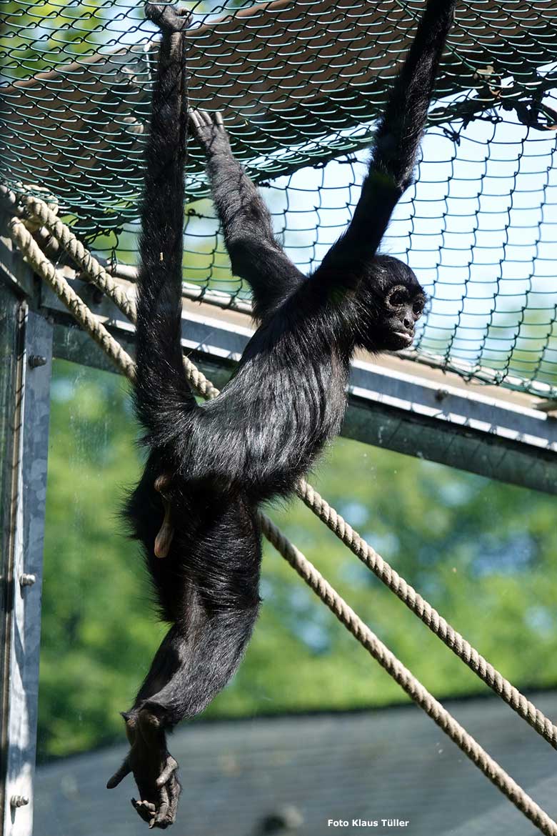 Schwarzer Klammeraffe am 18. Mai 2023 auf der Außenanlage am Affen-Haus im Grünen Zoo Wuppertal (Foto Klaus Tüller)