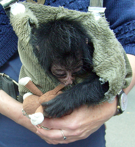 Junger Schwarzer Klammeraffe im Wuppertaler Zoo im August 2008