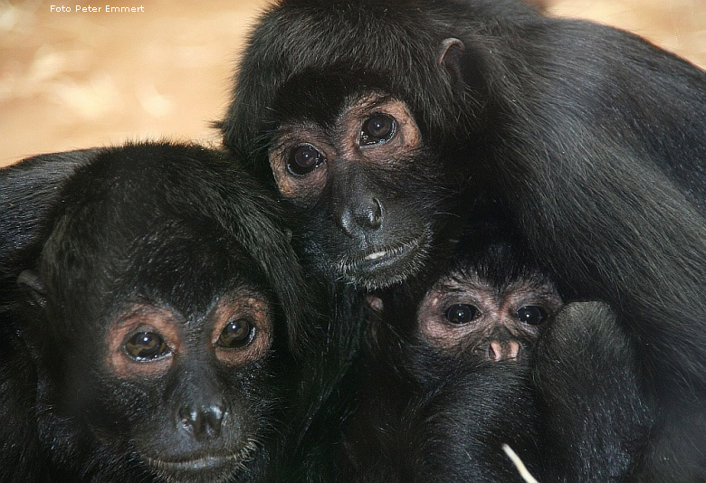 Schwarze Klammeraffen im Zoologischen Garten Wuppertal (Foto Peter Emmert)