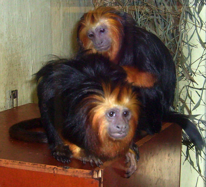 Goldkopf-Löwenäffchen im Wuppertaler Zoo im November 2009