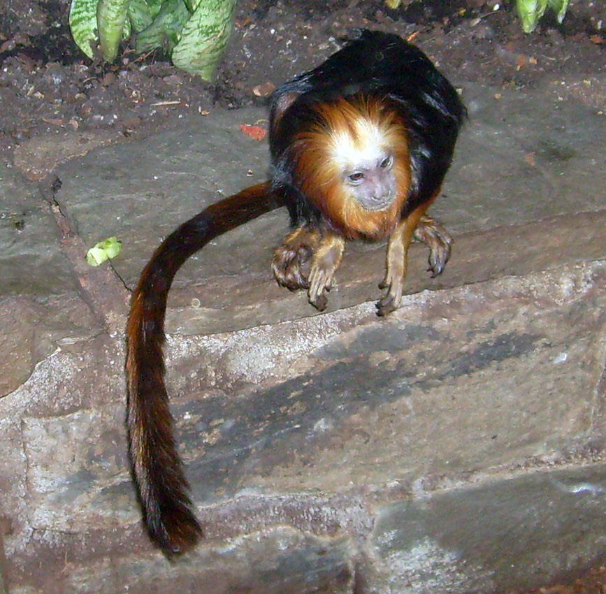 Goldkopf-Löwenäffchen im Zoologischen Garten Wuppertal im Dezember 2009