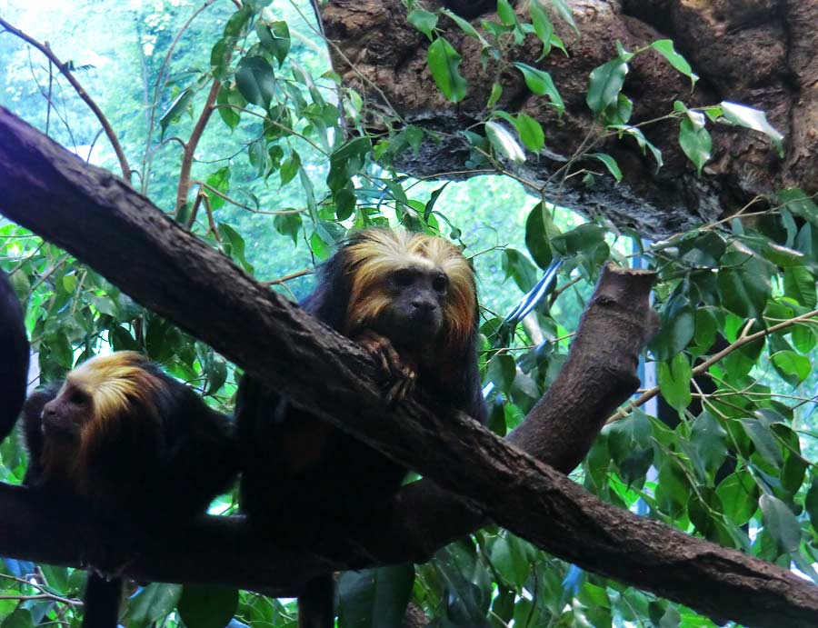 Goldkopf-Löwenäffchen im Zoo Wuppertal im Mai 2014