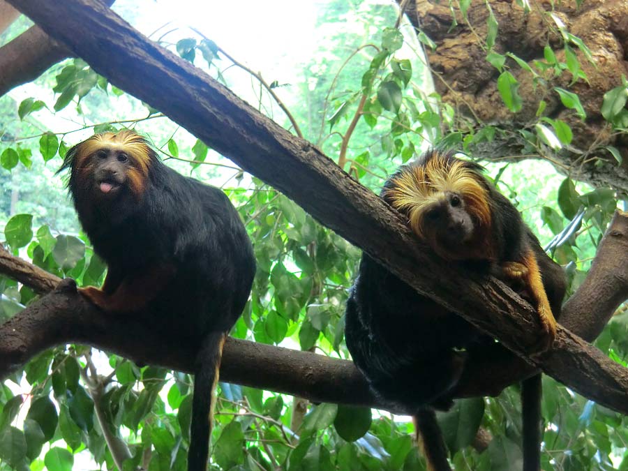 Goldkopf-Löwenäffchen im Zoologischen Garten Wuppertal im Mai 2014