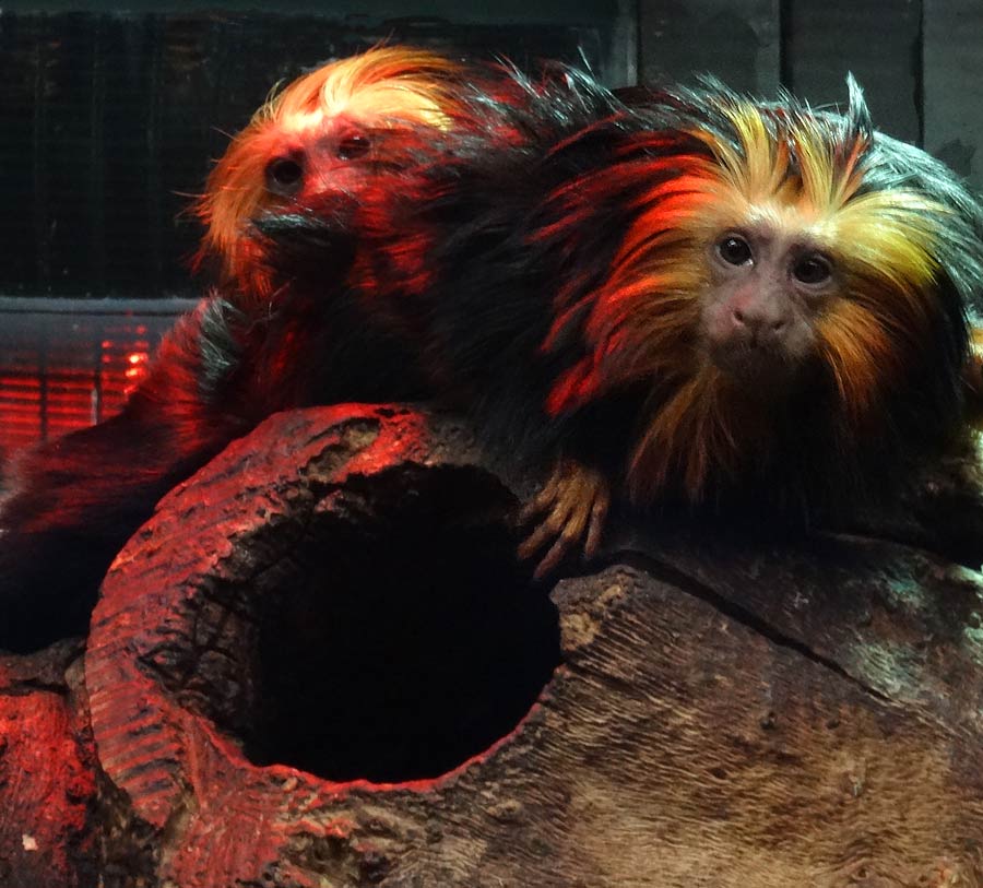 Goldkopf-Löwenäffchen im Zoo Wuppertal im März 2015