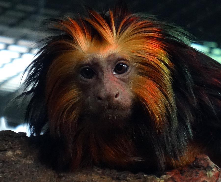 Goldkopf-Löwenäffchen im Grünen Zoo Wuppertal im März 2015