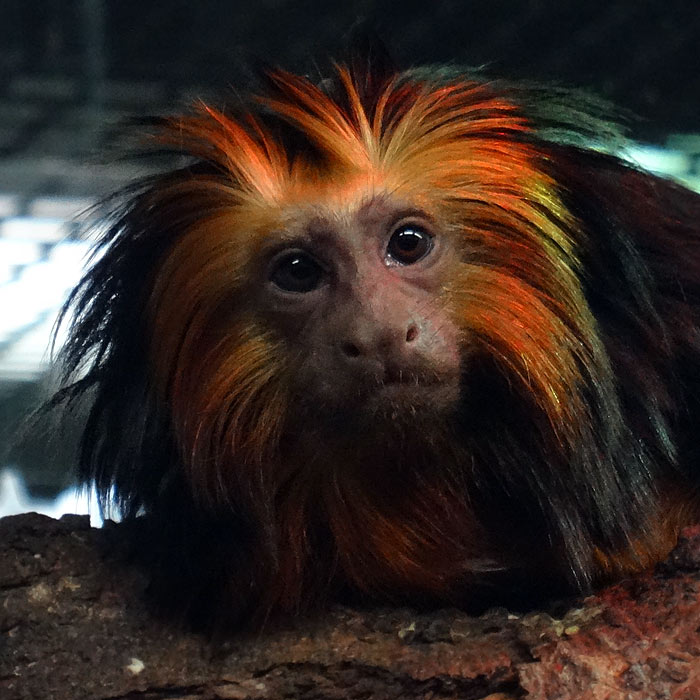 Goldkopf-Löwenäffchen im Wuppertaler Zoo im März 2015