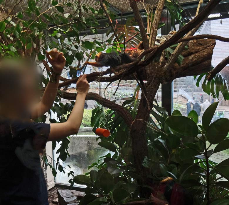 Tierpflegerin beim Target-Training mit den Goldkopf-Löwenäffchen am 29. Januar 2017 im Menschenaffenhaus im Zoo Wuppertal