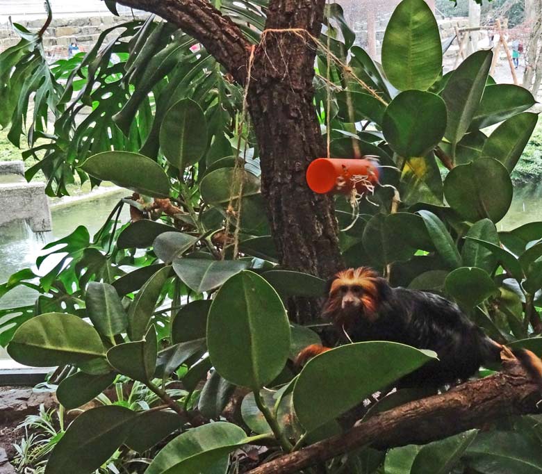 Goldkopf-Löwenäffchen am 29. Januar 2017 im Menschenaffenhaus im Grünen Zoo Wuppertal