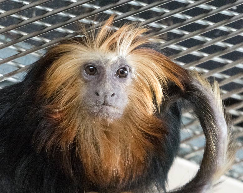 Goldkopf-Löwenäffchen am 24. Februar 2019 im Menschenaffen-Haus im Grünen Zoo Wuppertal