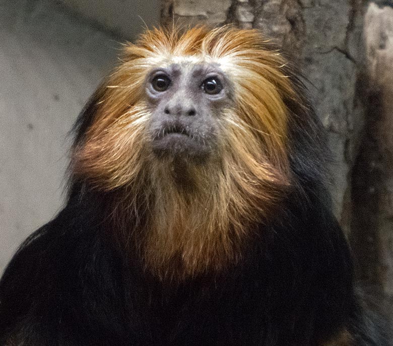 Goldkopf-Löwenäffchen am 11. Juli 2019 im Menschenaffen-Haus im Wuppertaler Zoo