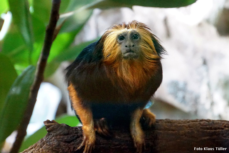 Goldkopf-Löwenäffchen am 15. Dezember 2019 im Menschenaffen-Haus im Zoologischen Garten der Stadt Wuppertal (Foto Klaus Tüller)