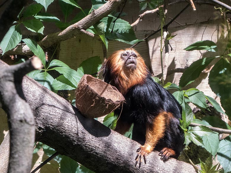 Goldkopf-Löwenäffchen am 26. Juni 2020 in der Außenanlage am Affen-Haus im Zoologischen Garten der Stadt Wuppertal