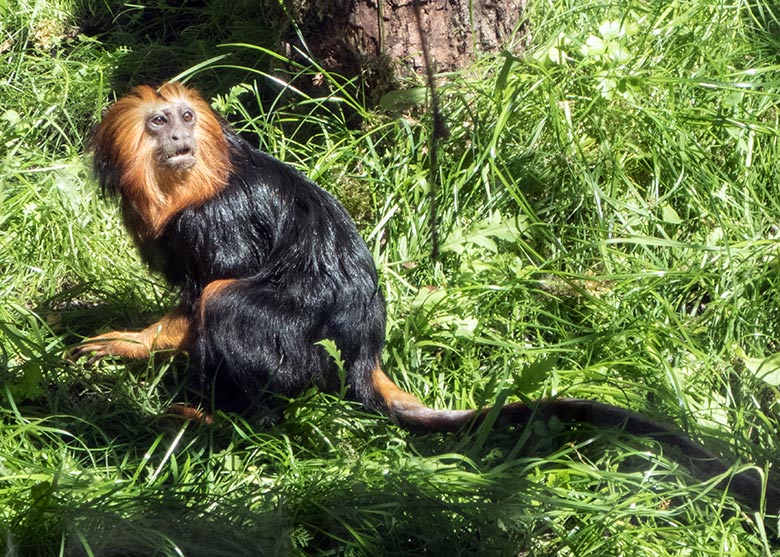 Goldkopf-Löwenäffchen am 26. Juni 2020 in der Außenanlage am Affen-Haus im Grünen Zoo Wuppertal