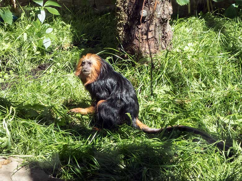 Goldkopf-Löwenäffchen am 26. Juni 2020 in der Außenanlage am Affen-Haus im Zoologischen Garten Wuppertal