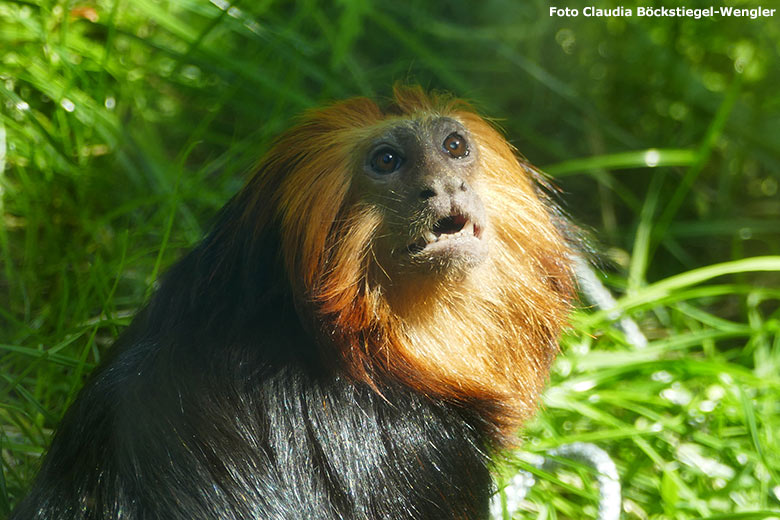 Goldkopf-Löwenäffchen am 13. Juli 2020 auf der Außenanlage am Affen-Haus im Grünen Zoo Wuppertal (Foto Claudia Böckstiegel-Wengler)