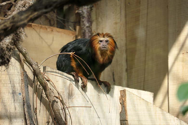 Goldkopf-Löwenäffchen am 1. April 2021 in der Außenanlage am Affen-Haus im Grünen Zoo Wuppertal