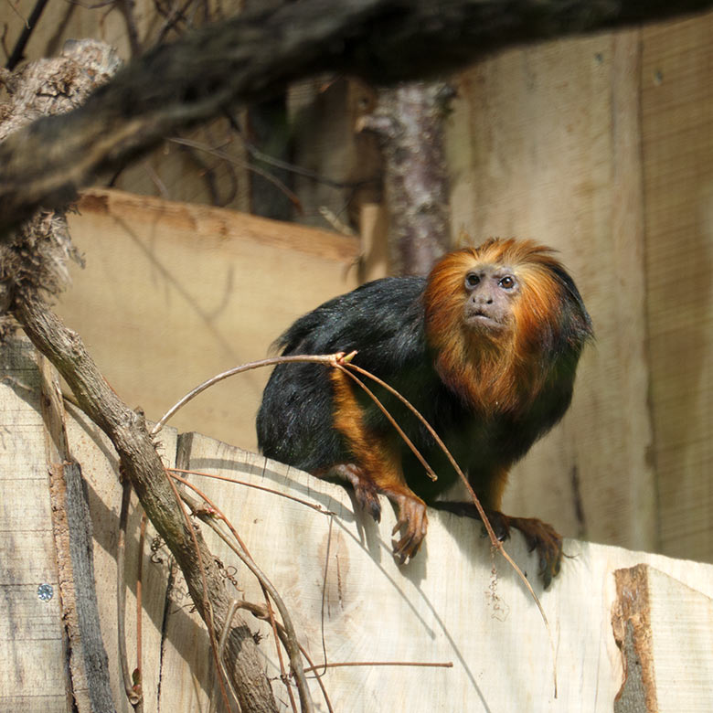 Goldkopf-Löwenäffchen am 1. April 2021 in der Außenanlage am Affen-Haus im Wuppertaler Zoo