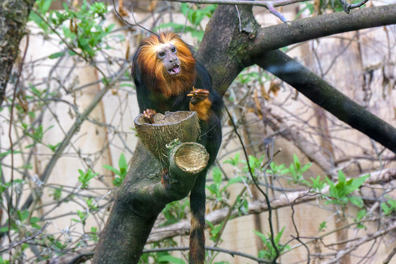 Goldkopf-Löwenäffchen am 14. April 2021 im Außengehege am Affen-Haus im Grünen Zoo Wuppertal