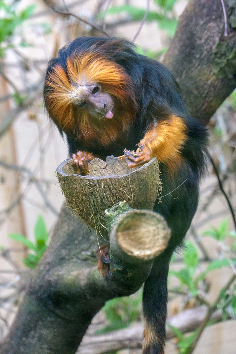 Goldkopf-Löwenäffchen am 14. April 2021 im Außengehege am Affen-Haus im Zoologischen Garten der Stadt Wuppertal