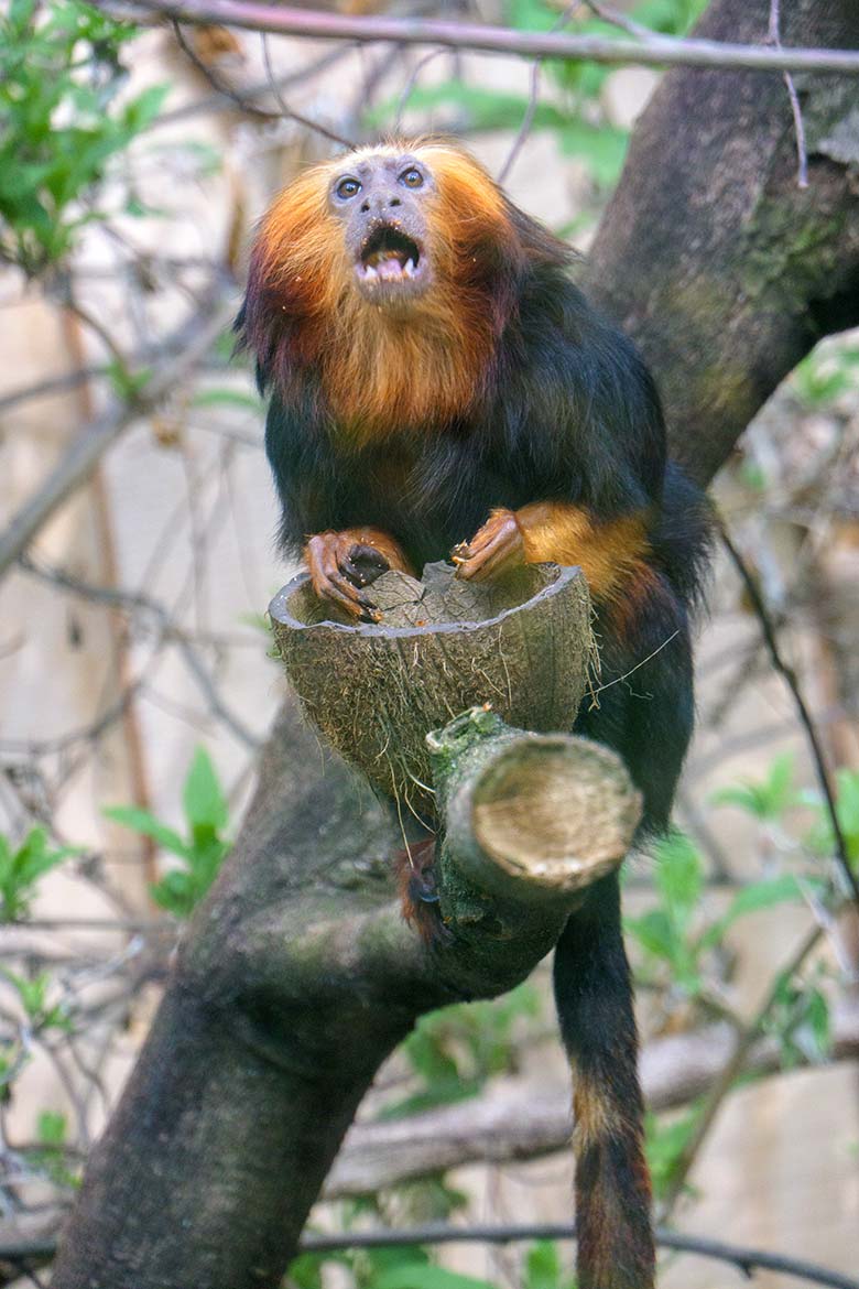 Goldkopf-Löwenäffchen am 14. April 2021 im Außengehege am Affen-Haus im Zoo Wuppertal