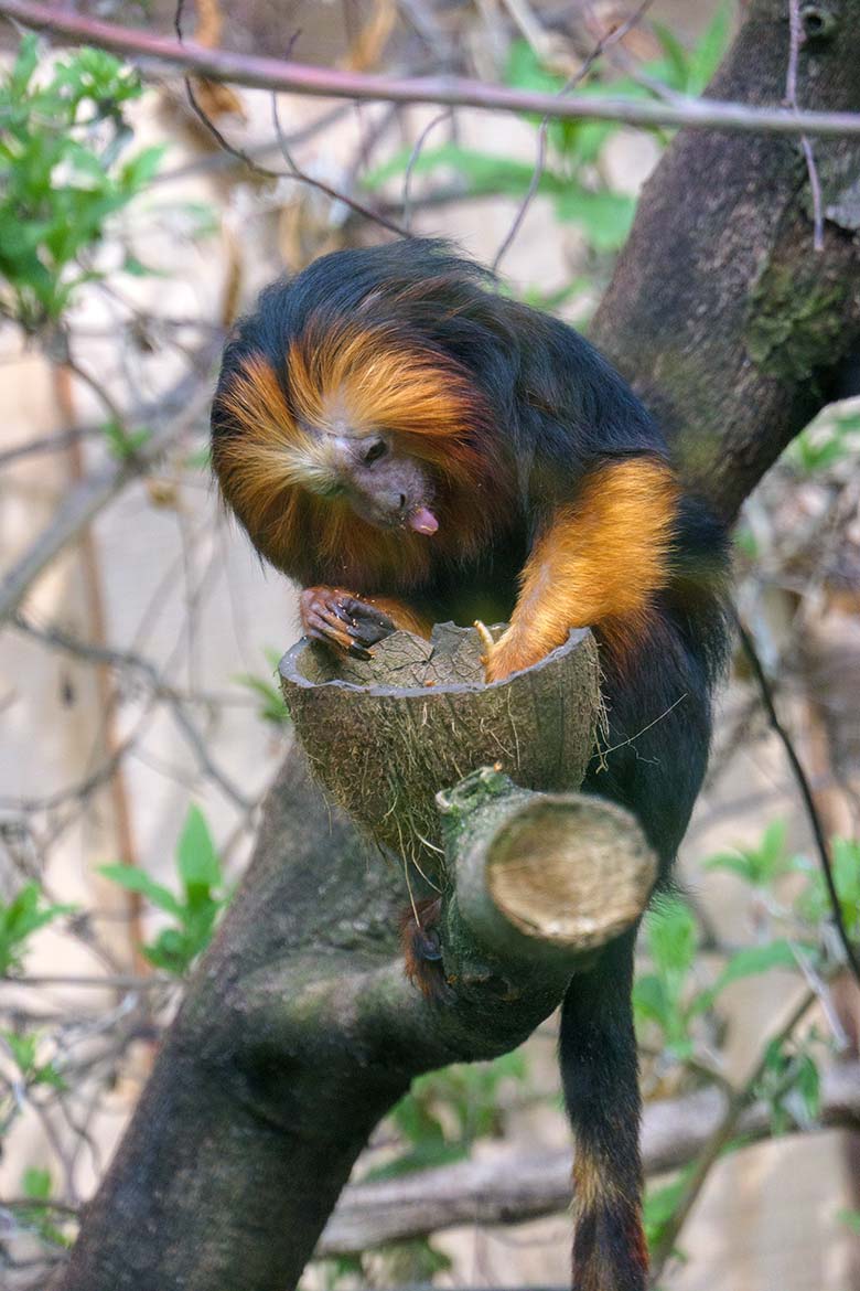 Goldkopf-Löwenäffchen mit einem Mehlwurm am 14. April 2021 im Außengehege am Affen-Haus im Grünen Zoo Wuppertal