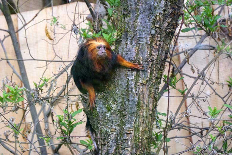 Goldkopf-Löwenäffchen am 14. April 2021 im Außengehege am Affen-Haus im Zoologischen Garten Wuppertal