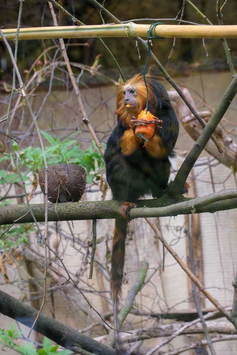 Goldkopf-Löwenäffchen am 18. April 2021 im Außengehege am Affen-Haus im Grünen Zoo Wuppertal