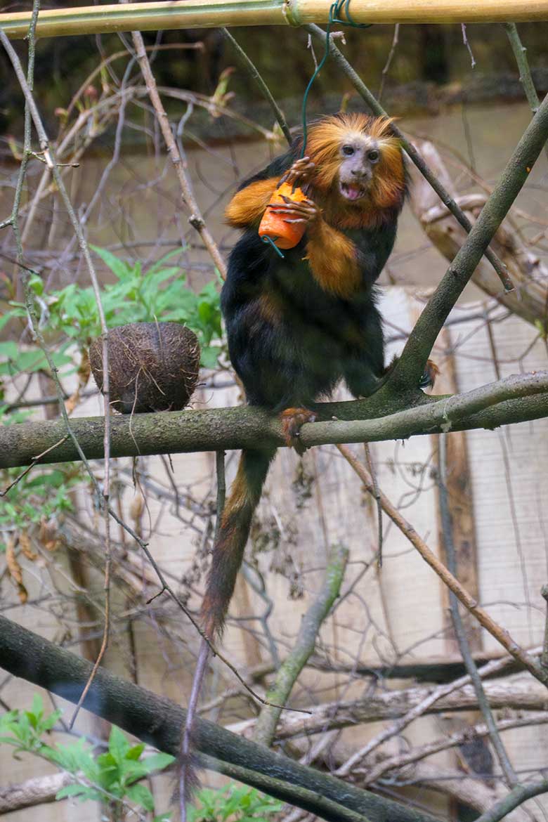 Goldkopf-Löwenäffchen am 18. April 2021 im Außengehege am Affen-Haus im Zoologischen Garten der Stadt Wuppertal