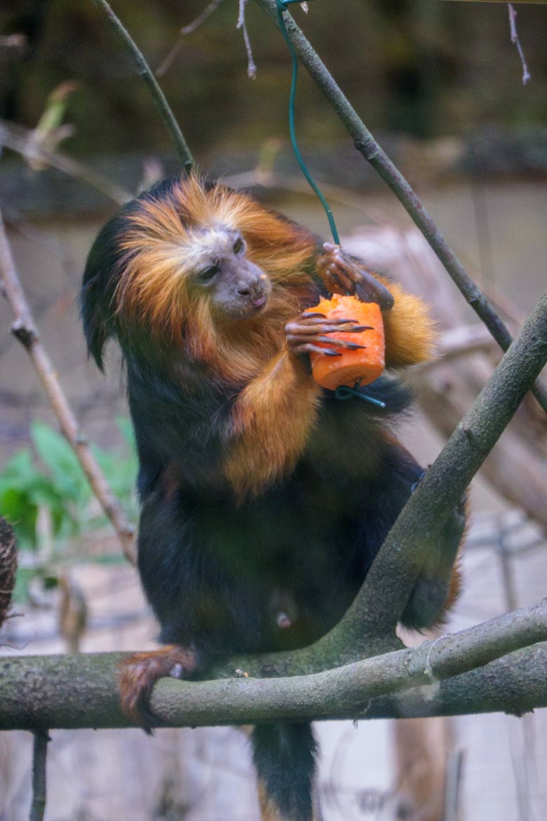 Goldkopf-Löwenäffchen am 18. April 2021 im Außengehege am Affen-Haus im Zoo Wuppertal