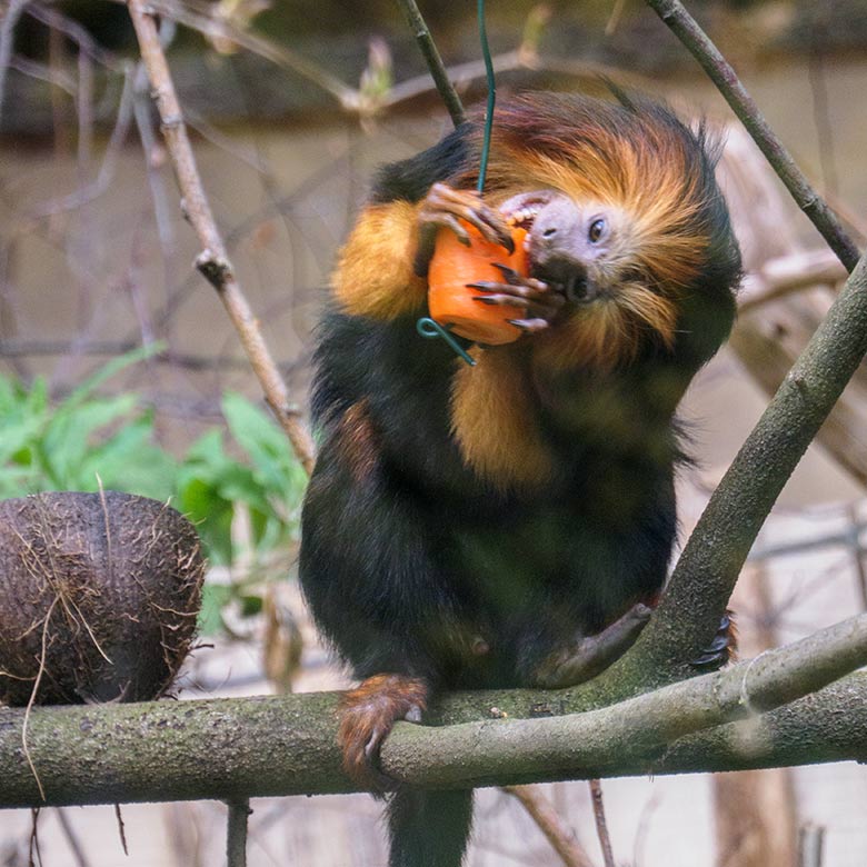 Goldkopf-Löwenäffchen am 1. April 2021 im Außengehege am Affen-Haus im Grünen Zoo Wuppertal