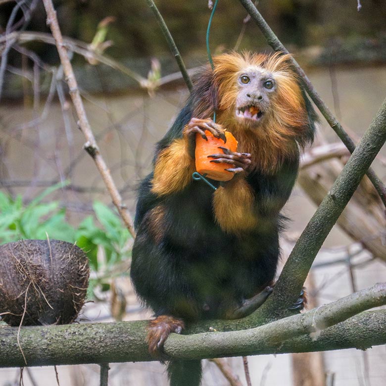 Goldkopf-Löwenäffchen am 1888. April 2021 im Außengehege am Affen-Haus im Zoologischen Garten Wuppertal