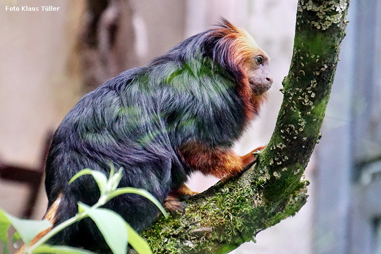 Goldkopf-Löwenäffchen am 7. Juli 2021 in der Außenanlage am Affen-Haus im Zoologischen Garten Wuppertal (Foto Klaus Tüller)