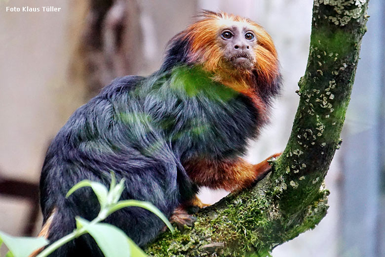 Goldkopf-Löwenäffchen am 7. Juli 2021 in der Außenanlage am Affen-Haus im Zoo Wuppertal (Foto Klaus Tüller)